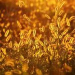 Quand planter les graminées ornementales dans le jardin ?
