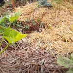 Le paillage : C’est quoi ? Avantages ? Inconvénients ? Comment le faire ?