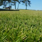 Le gazon des Mascareignes (Zoysia tenuifolia) : caractéristiques, plantation, avantages …