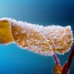 Les saints de glace : pourquoi cela est-il si important pour votre potager