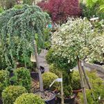Comment devenir arboriculteur ?