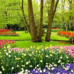 Quelles fleurs pour mon jardin ?