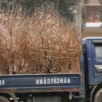 Des conseils pour transporter vos plantes lors d’un déménagement