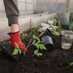Serre de jardin : faut-il choisir un modèle en polycarbonate ou en verre ?