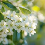 Juneberry Amélanchier : c&rsquo;est quoi ?