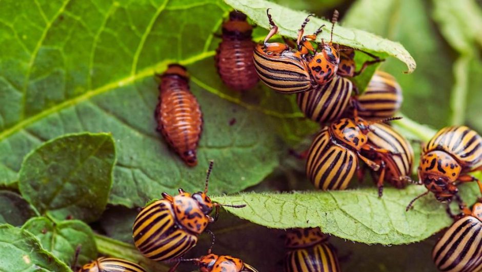 Quels sont les insectes nuisibles du potager et quels sont les techniques pour s’en protéger ?