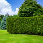 Jardin : les avantages d&rsquo;une clôture végétale pour votre propriété