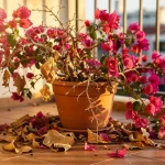 Un bougainvillier en pot sur un balcon ensoleillé, avec des feuilles tombées et des branches fanées indiquant un signe de détresse.