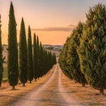 Deux rangées de cyprès, les élancés cyprès florentins d’un côté et les massifs cyprès provençaux de l’autre, bordent des collines sous un coucher de soleil doré.