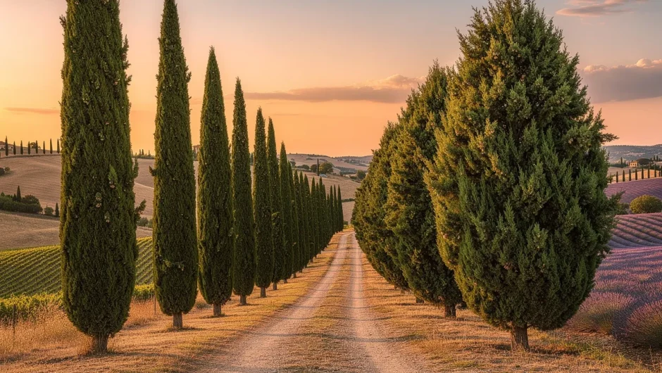Cyprès de Florence et de Provence : quelles vraies différences ?