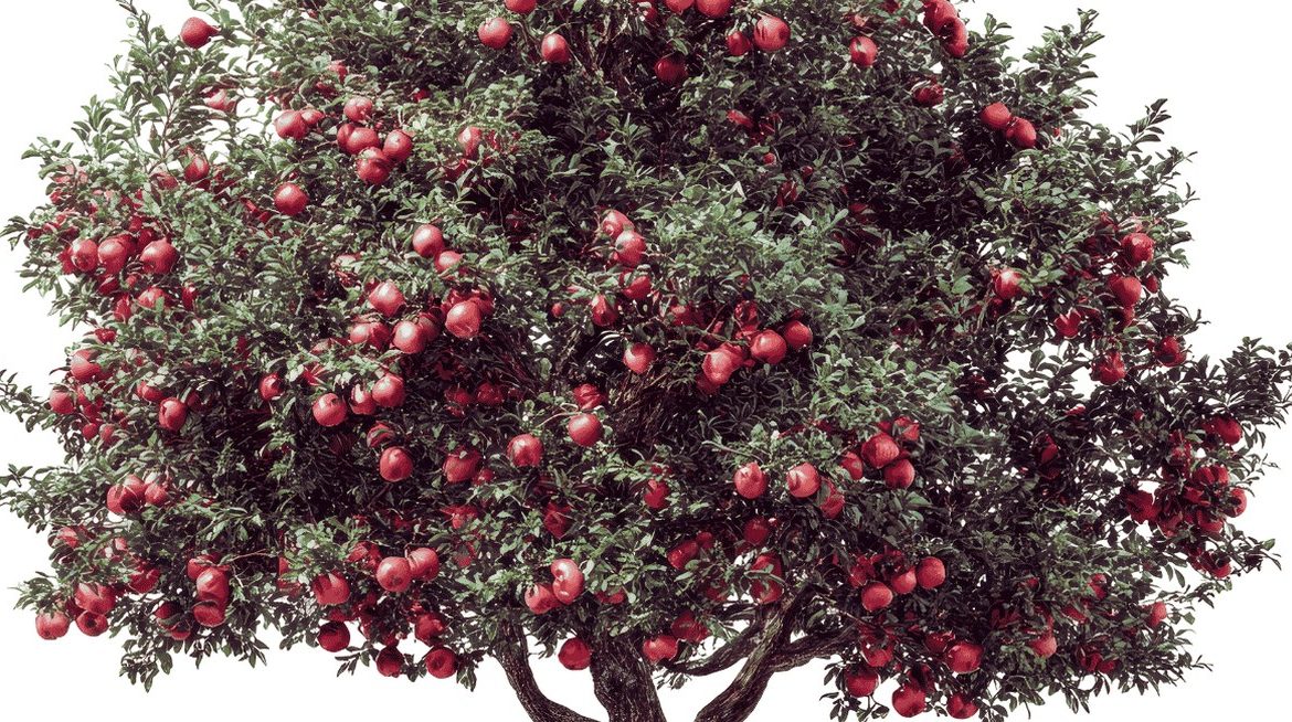 Arbre fruitier aux branches chargées de fruits mûrs rouges