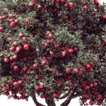 Arbre fruitier aux branches chargées de fruits mûrs rouges
