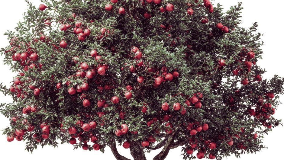 Juneberry, ça veut dire quoi en français ?