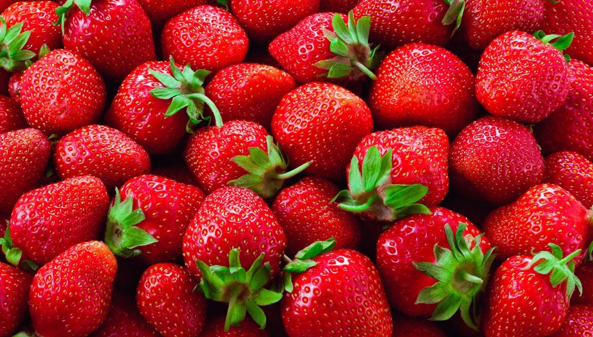 Fraisiers avec stolons dans un jardin potager verdoyant