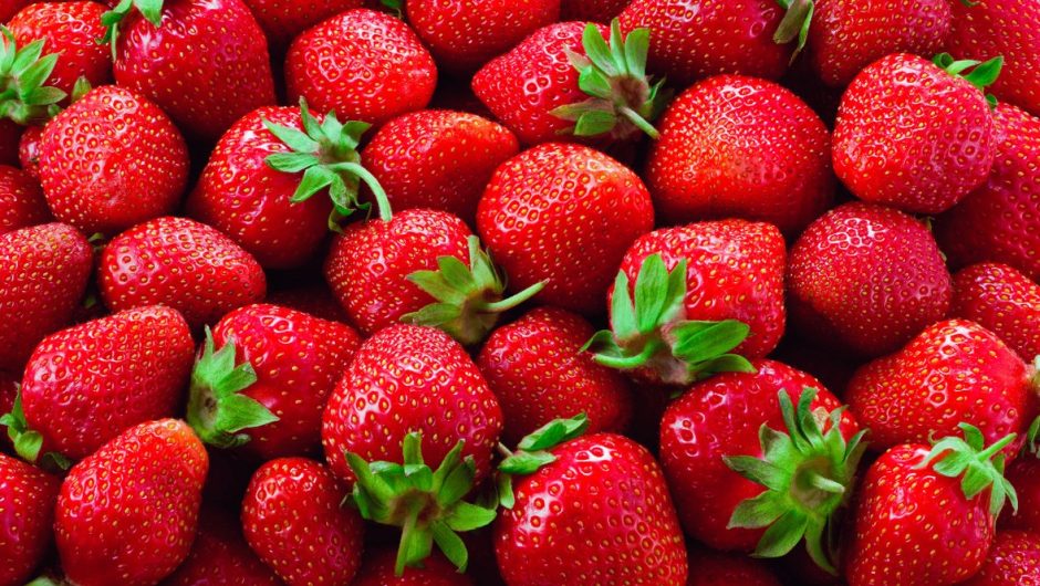 Quand repiquer les stolons de fraisier pour multiplier ses plants ?