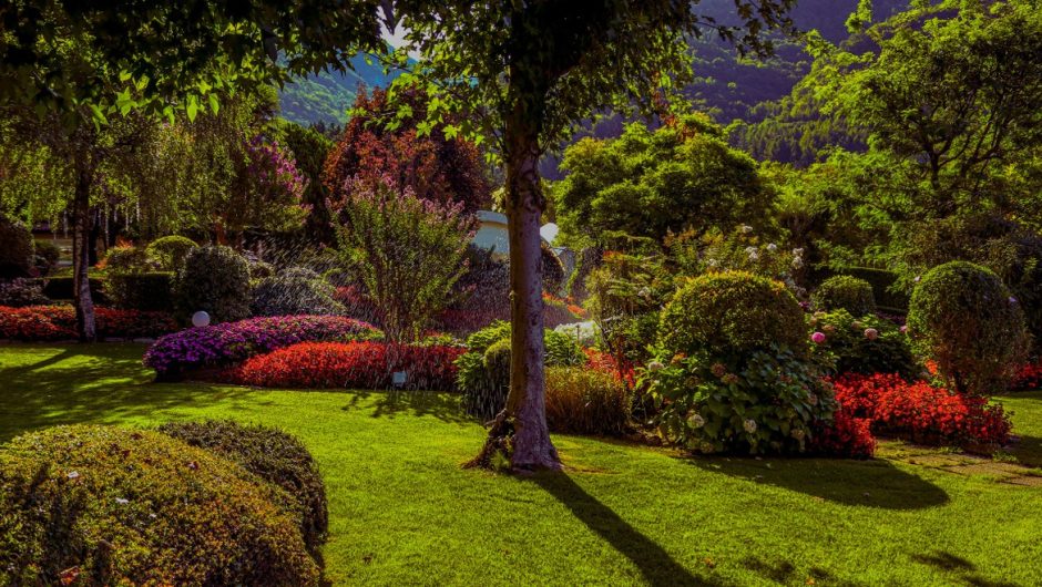 8 plantes fleuries de plein soleil pour un jardin sobre en eau