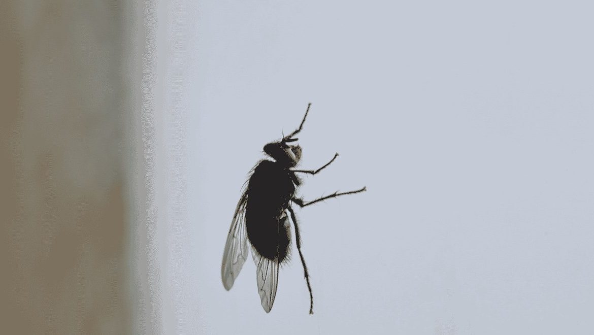 Mouche domestique posée sur une vitre vue de profil