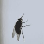 Mouche domestique posée sur une vitre vue de profil