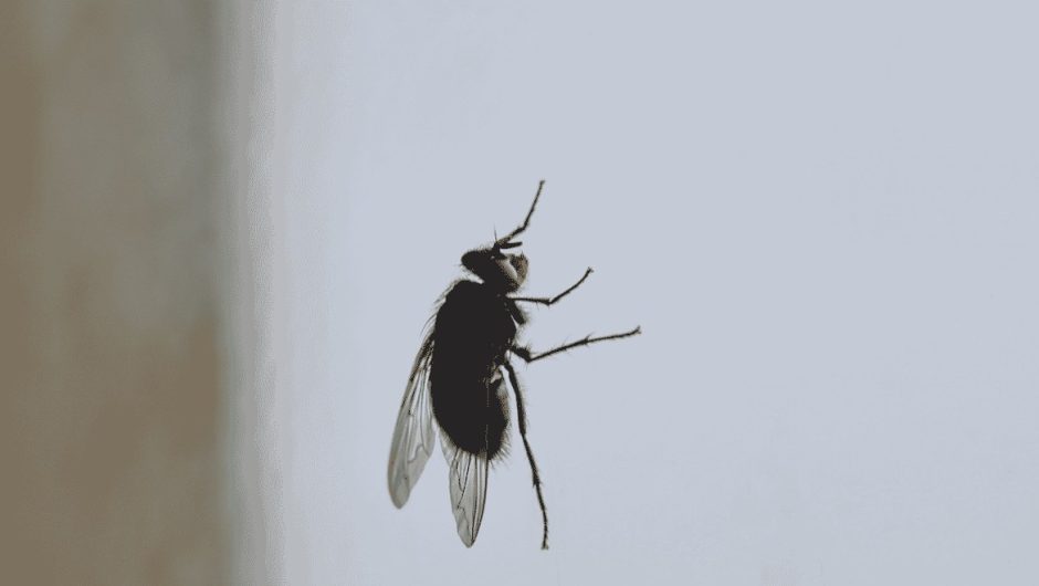 Mouche dans la maison : que signifie cette visite et comment réagir